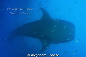 Whale Shark siluet, Galapagos Ecuador by Alejandro Topete 